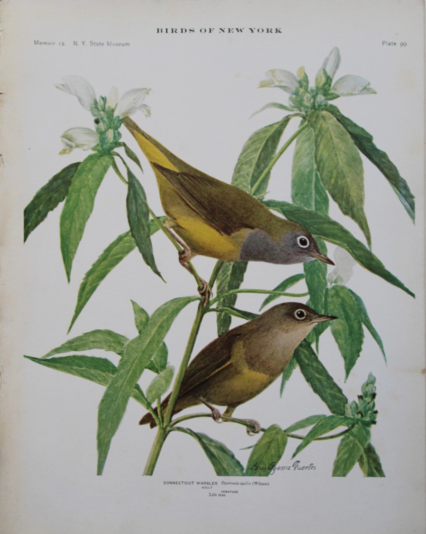 L Agassiz Fuertes - Chromolithograph of Connecticut Warbler 1910