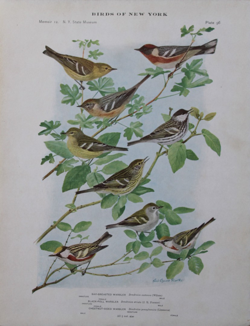 L Agassiz Fuertes - Chromolithograph of Warblers 1910