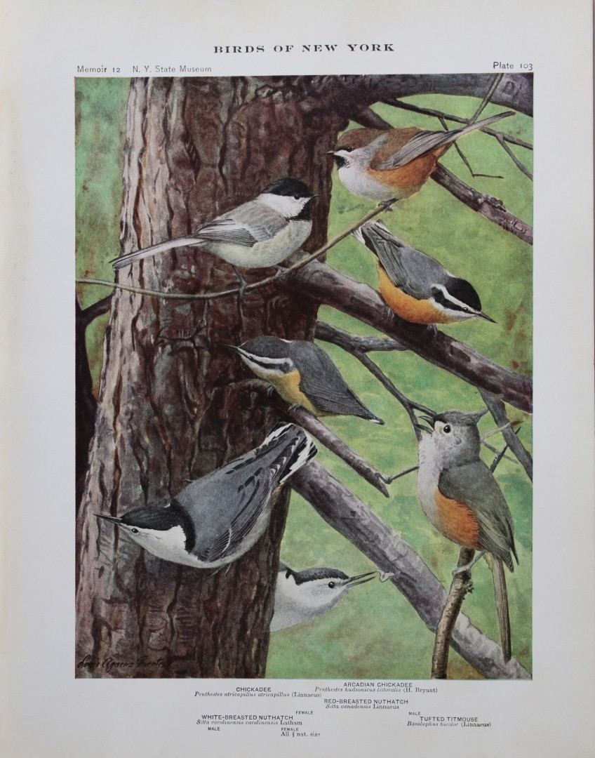 L Agassiz Fuertes - Chromolithograph of Chickadees, Tufted Titmouse and Nuthatches 1910