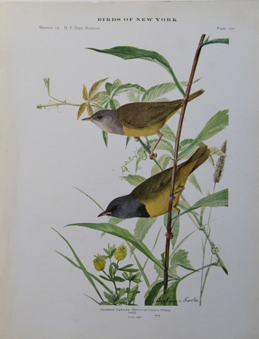 L Agassiz Fuertes - Chromolithograph of Mourning Warbler 1910