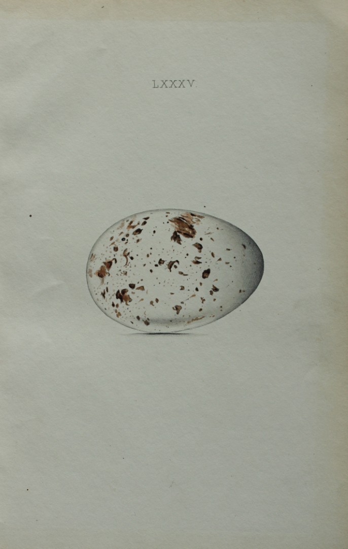 W Hewitson - Hand coloured engraving of Spoonbill egg 1856