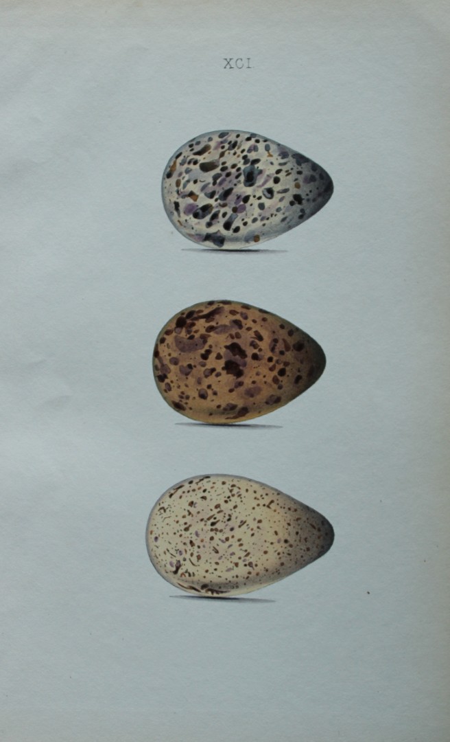W Hewitson - Hand coloured engraving of Greenshank eggs 1856