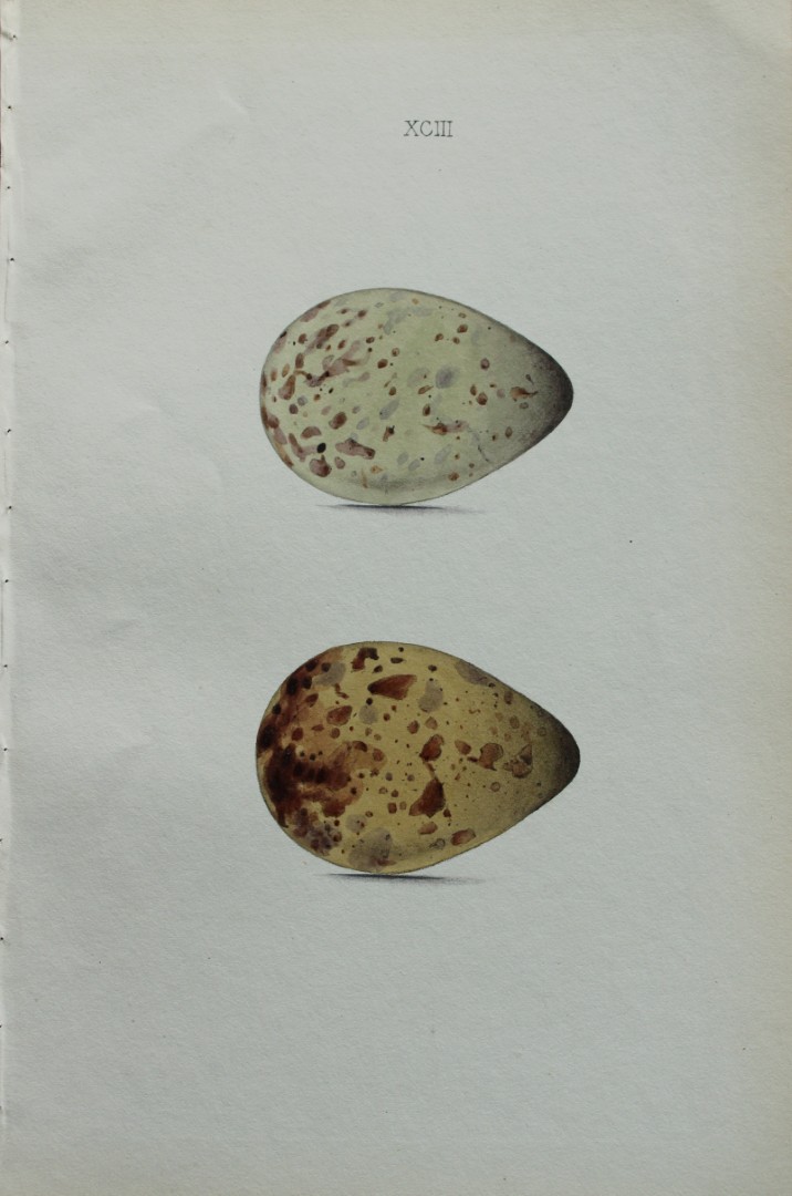 W Hewitson - Hand coloured engraving of Black-tailed Godwit eggs 1856