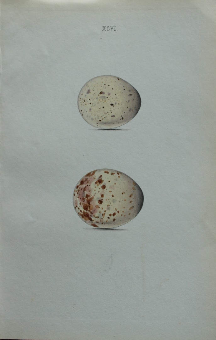 W Hewitson - Hand coloured engraving of Woodcock eggs 1856