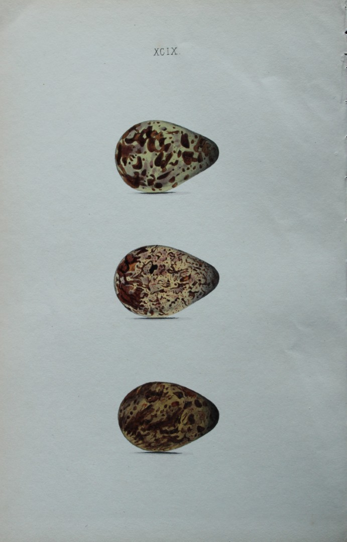 W Hewitson - Hand coloured engraving of Jack-Snipe eggs 1856
