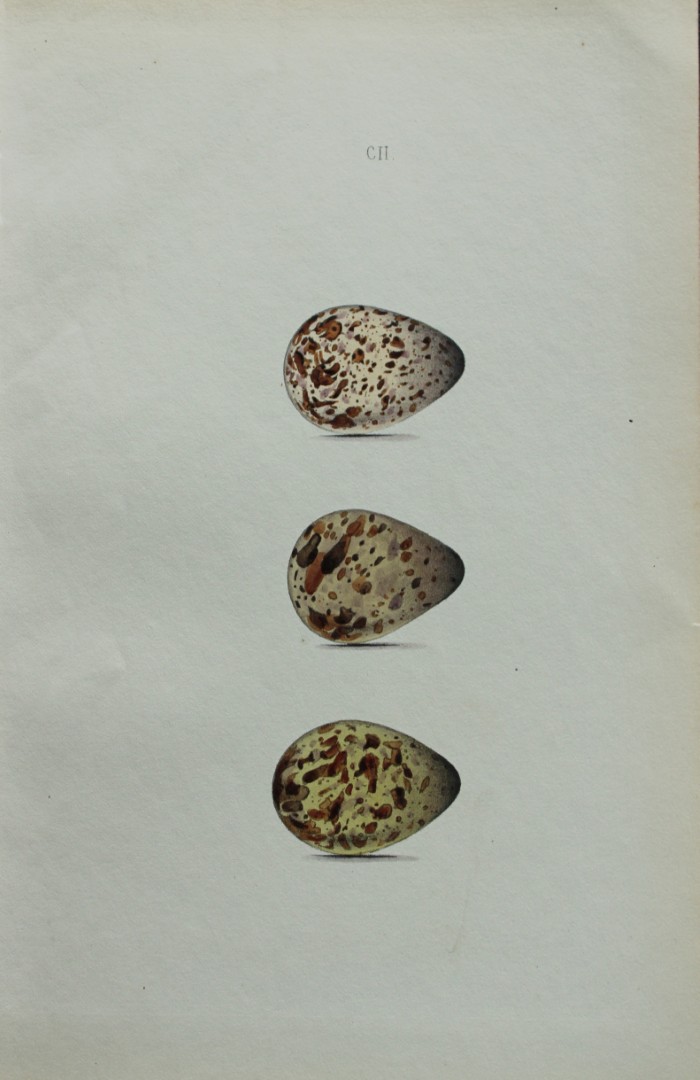 W Hewitson - Hand coloured engraving of  Dunlin eggs 1856