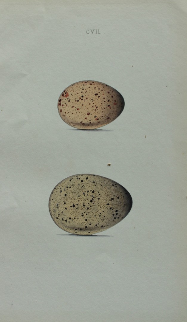 W Hewitson - Hand coloured engraving of Moorhen & Coot eggs 1856