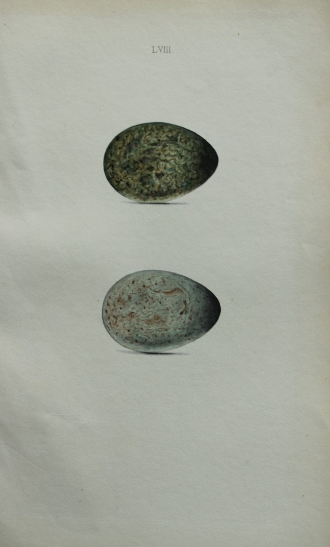 W Hewitson - Hand coloured engraving of Hooded and Carrion Crows eggs 1856