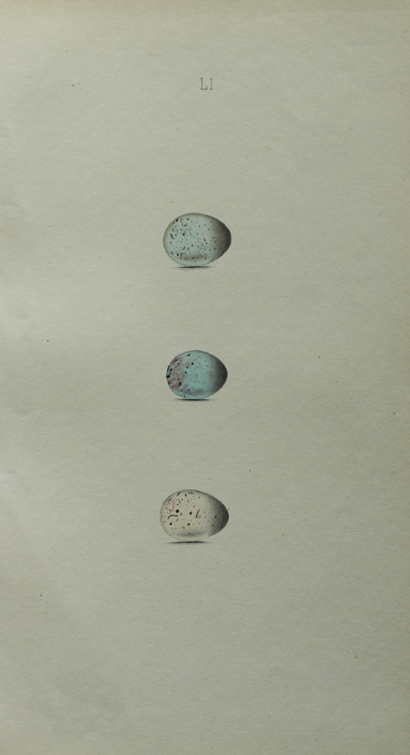 W Hewitson - Hand coloured engraving of Common Linnet, Twite and Lesser Redpole eggs 1856