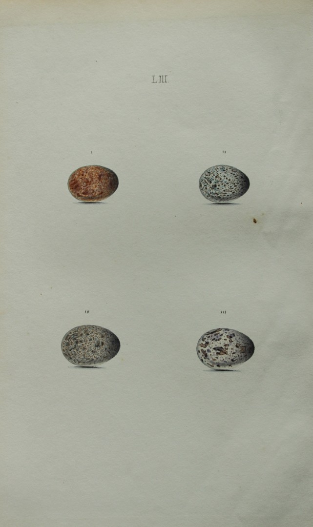 W Hewitson - Hand coloured engraving of Tree & House Sparrows eggs 1856