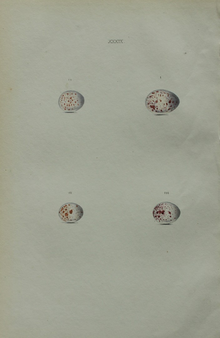 W Hewitson - Hand coloured engraving of Great Titmice, Blue Titmouse, Crested Titmouse and Cole Titmouse eggs 1856