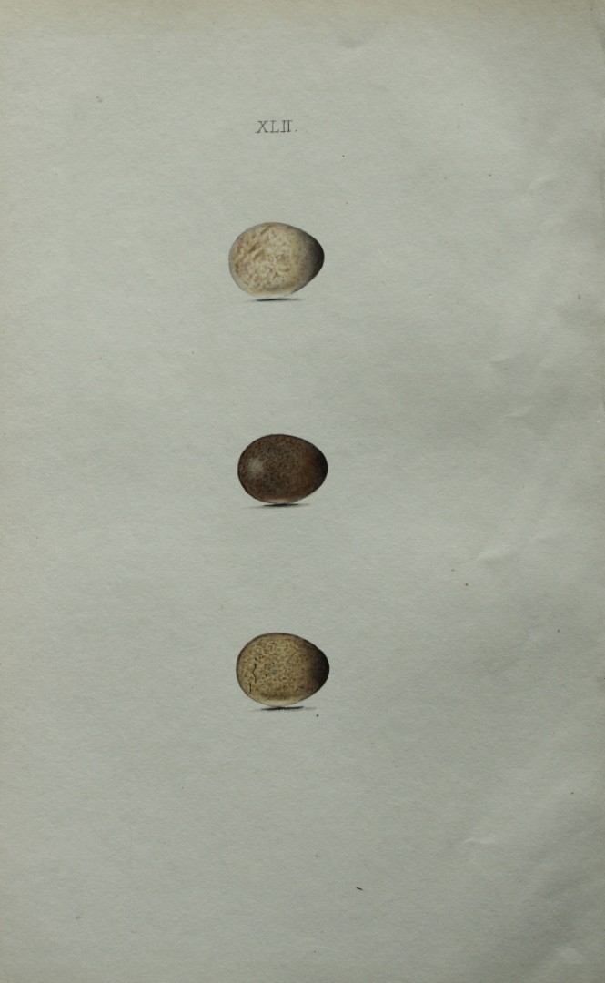 W Hewitson - Hand coloured engraving of Grey, Grey-headed Yellow and Ray's Wagtails eggs 1856