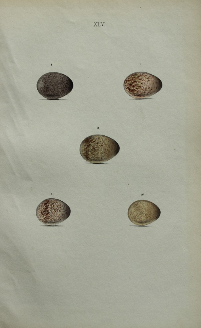 W Hewitson - Hand coloured engraving of Skylark, Crested, Short-toed and Wood Larks eggs 1856