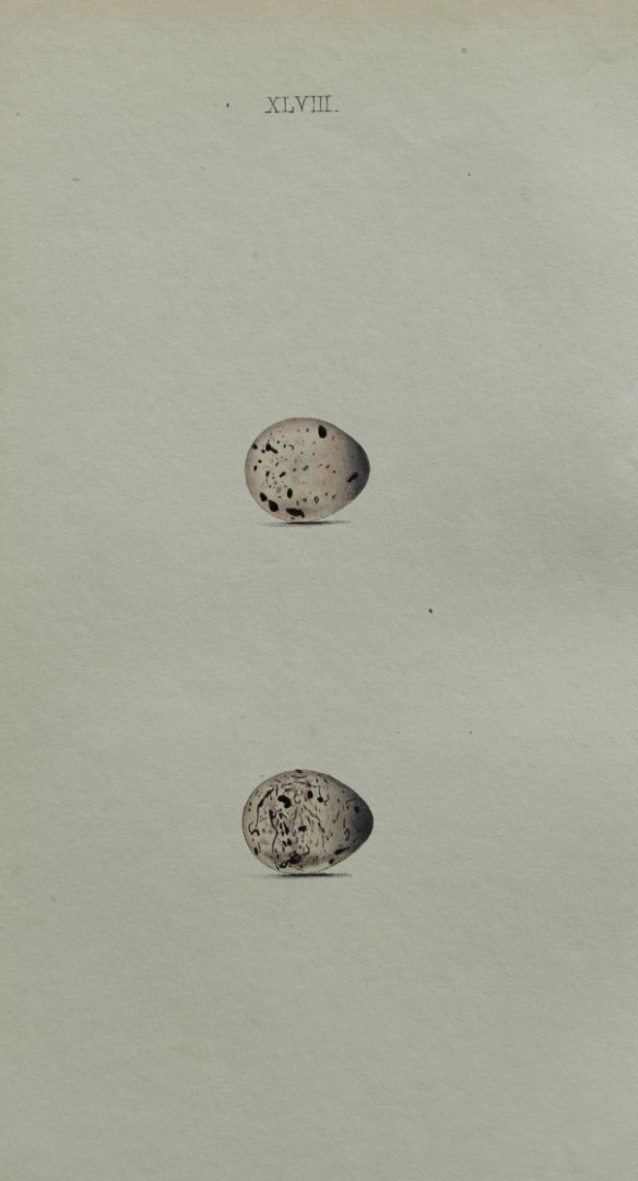 W Hewitson - Hand coloured engraving of Cirl & Ortolan Buntings eggs 1856