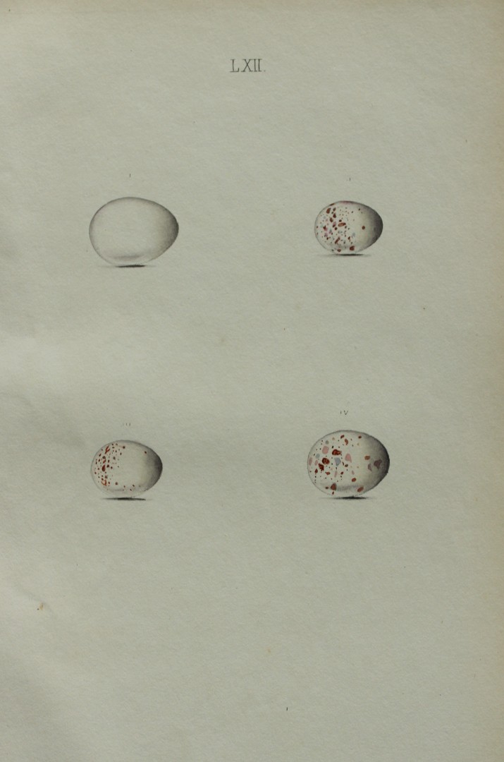 W Hewitson - Hand coloured engraving of Wryneck, Creeper, Nuthatch & Wren eggs 1856
