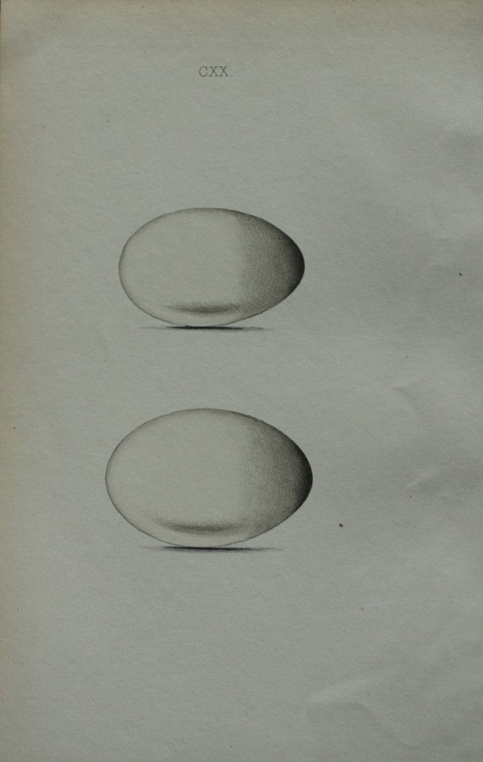 W Hewitson - Hand coloured engraving of Great Crested Grebe and Red-necked Grebes eggs 1856