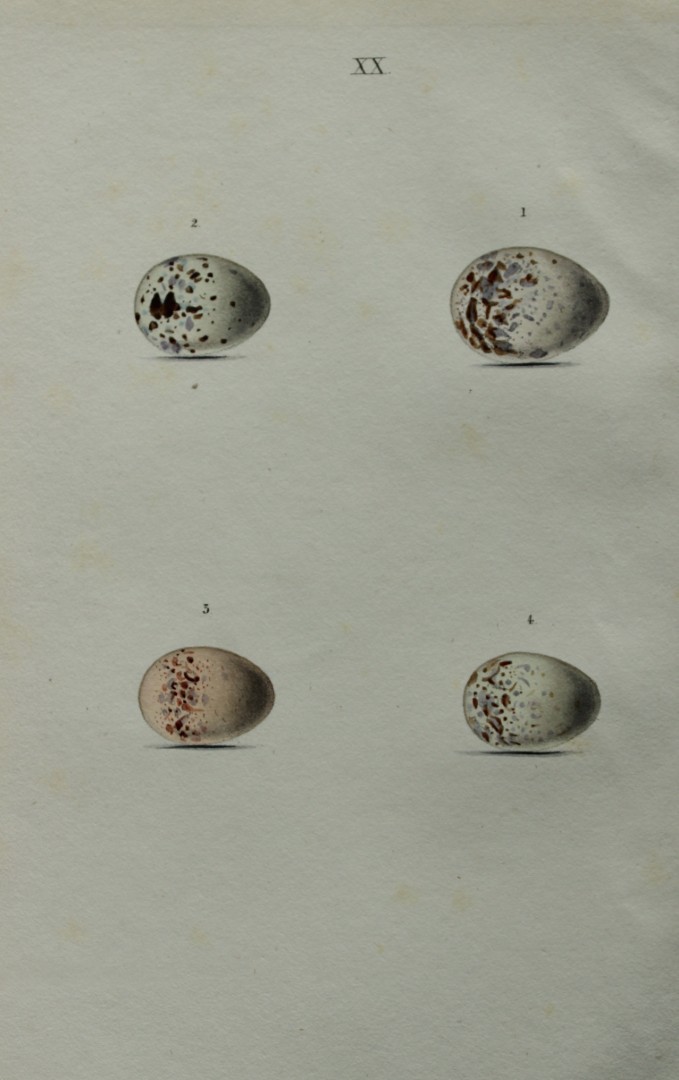 W Hewitson - Hand coloured engraving of Great Grey, Red-backed and Woodchat Shrikes eggs 1856