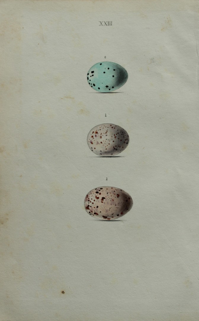 W Hewitson - Hand coloured engraving of Missel & Song Thrushes eggs 1856