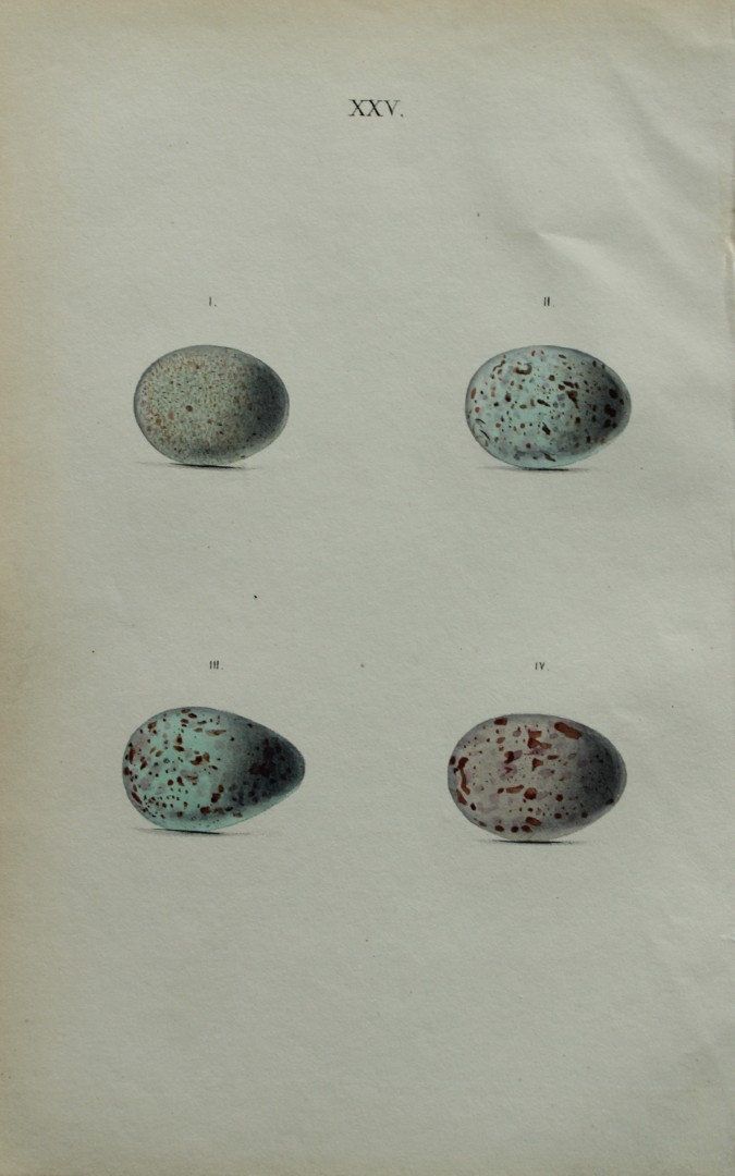 W Hewitson - Hand coloured engraving of  Blackbird & Ring Ouzel eggs 1856