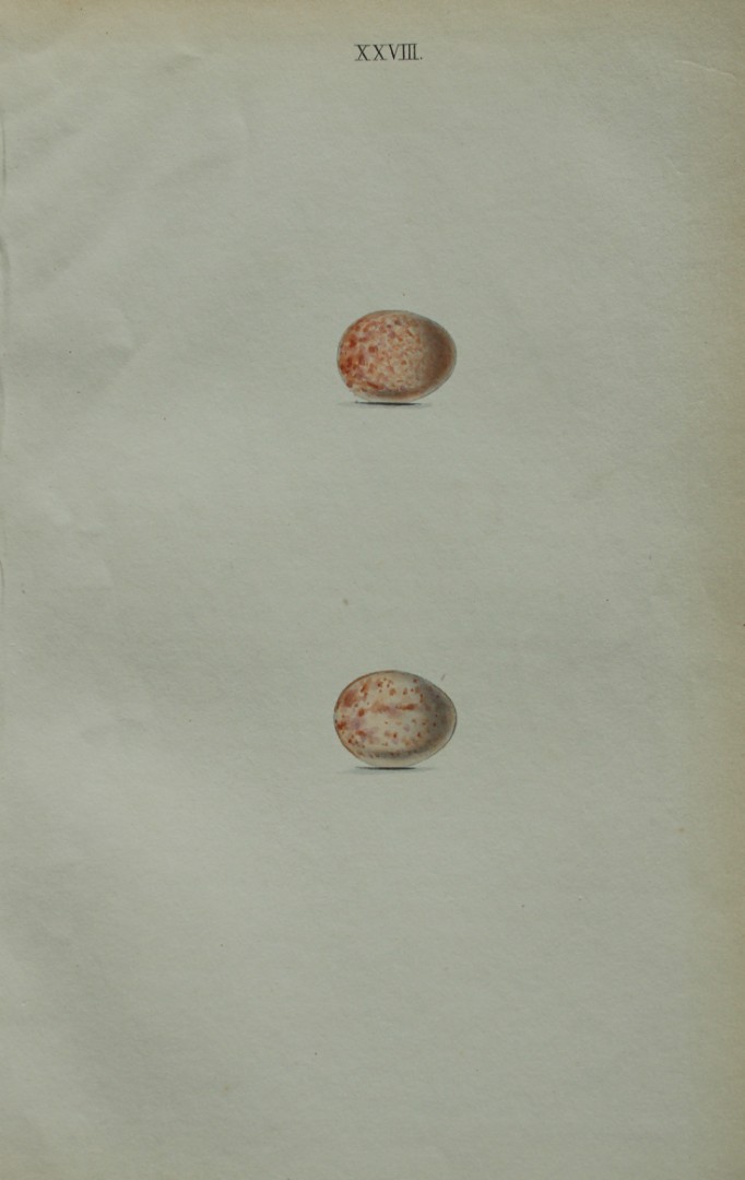 W Hewitson - Hand coloured engraving of Robin Redbreast eggs 1856