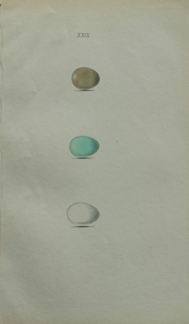 W Hewitson - Hand coloured engraving of Blue-throated Warbler, Redstart and Black Redstart eggs 1856