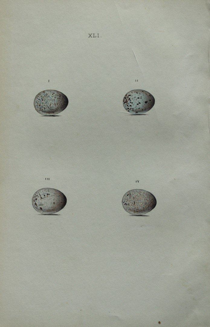 W Hewitson - Hand coloured engraving of Pied & White Wagtails eggs 1856