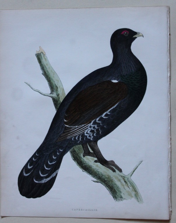Beverley Morris - Lithograph of Capercaillie 1855