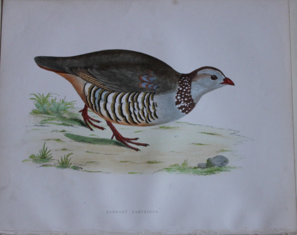 Beverley Morris - Lithograph of Barbary Partridge 1855