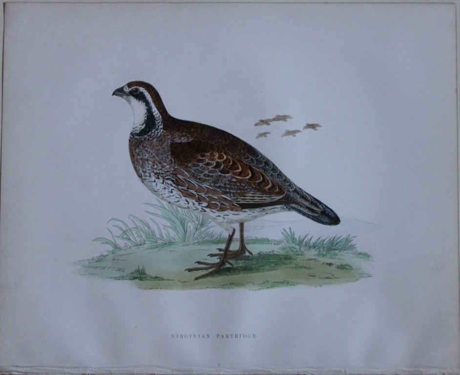 Beverley Morris - Lithograph of Virginian Partridge 1855