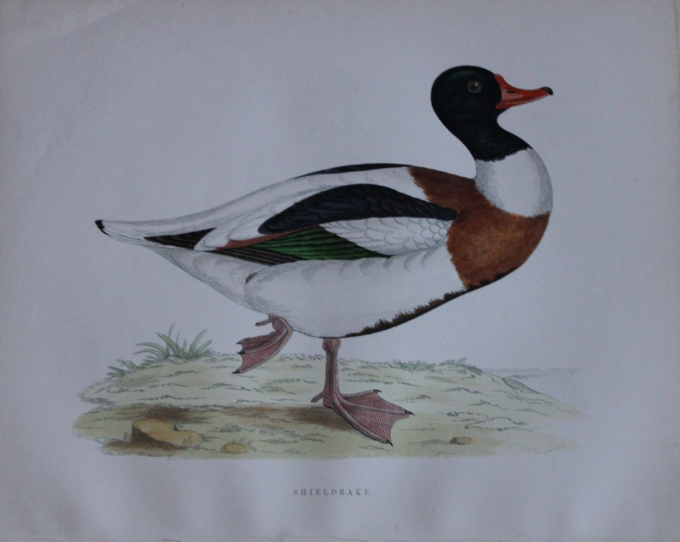 Beverley Morris - Lithograph of Shieldrake 1855