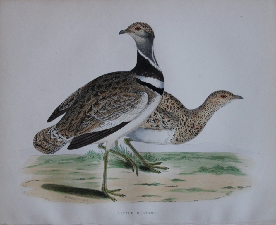 Beverley Morris - Lithograph of Little Bustard 1855