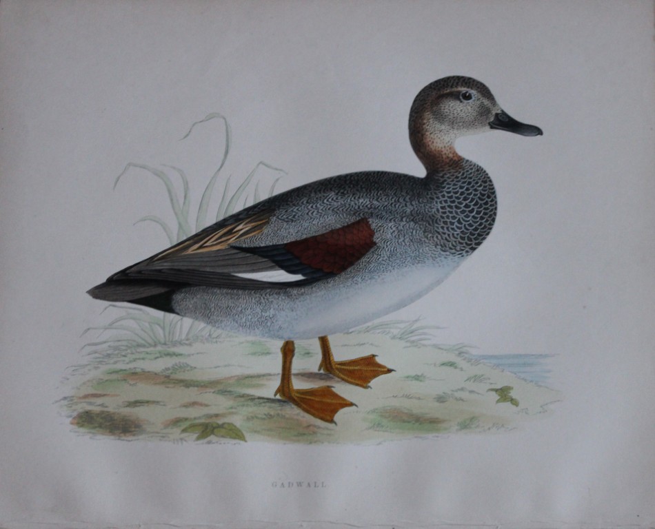 Beverley Morris - Lithograph of Pintail Duck 1855
