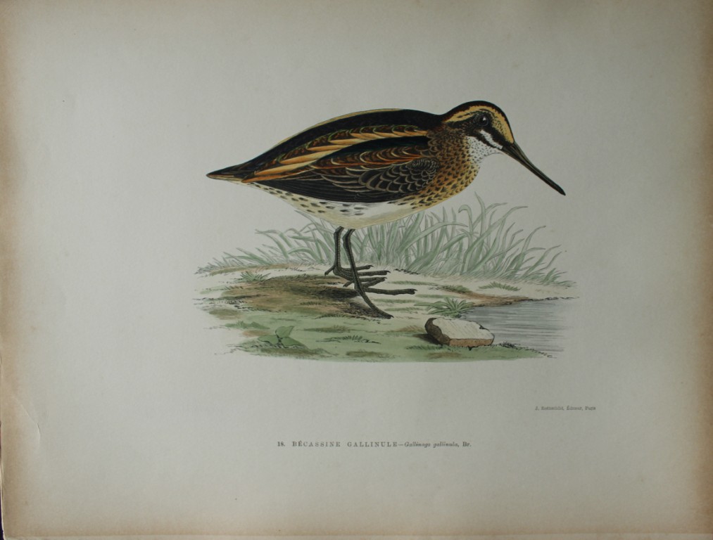 Beverley Morris - Lithograph of Jack Snipe 1876