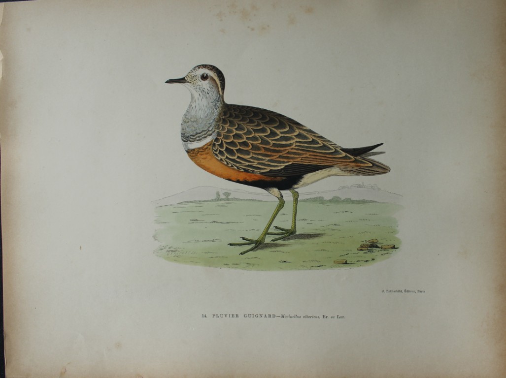 Beverley Morris - Lithograph of Great Plover 1876