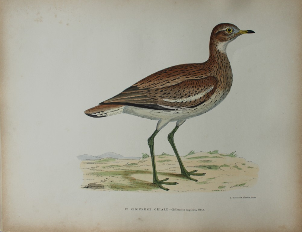 Beverley Morris - Lithograph of  Stone Plover 1876