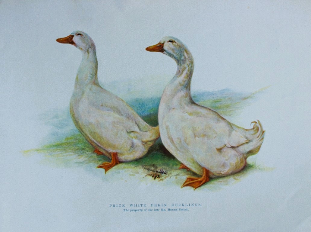 Harrison Weir - White Pekin Ducklings1902