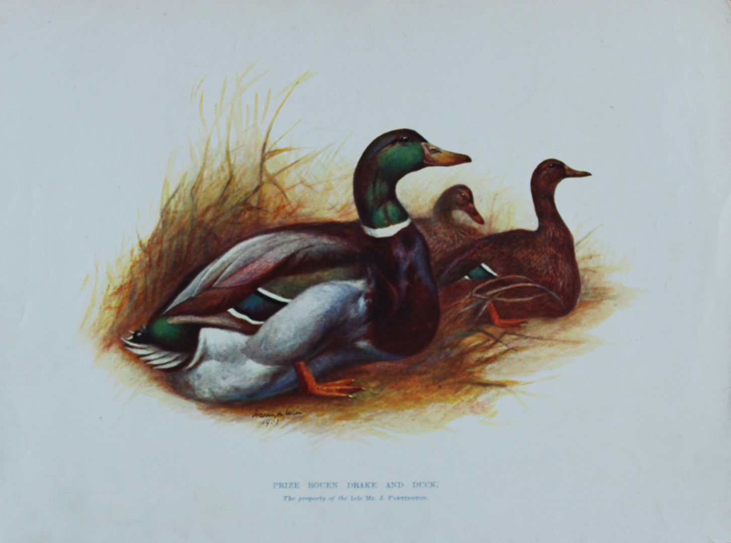 Harrison Weir - Rouen Drake and Duck 1902