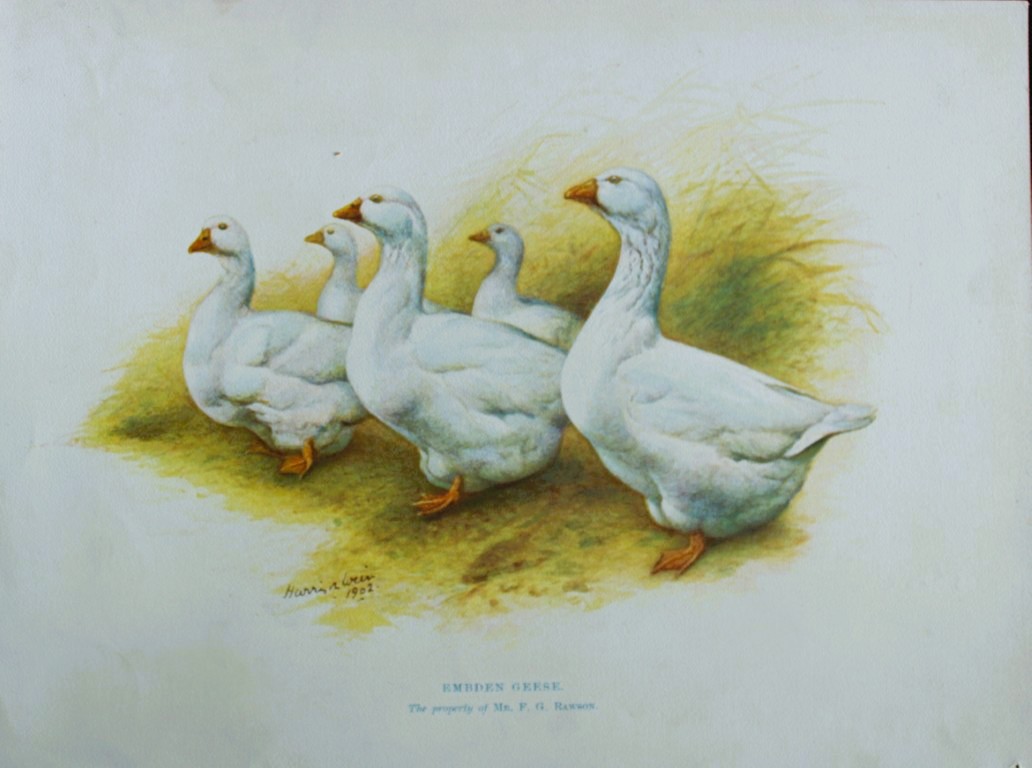Harrison Weir - Embden Geese 1902
