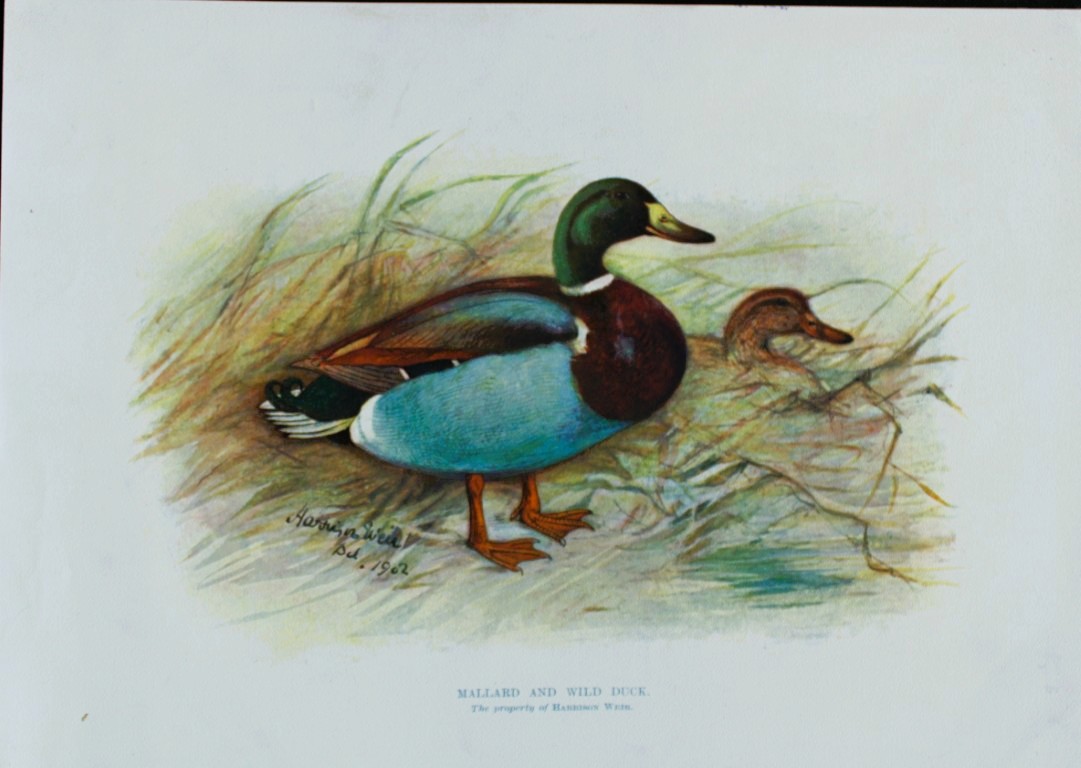 Harrison Weir - Mallard and Wild Duck 1902