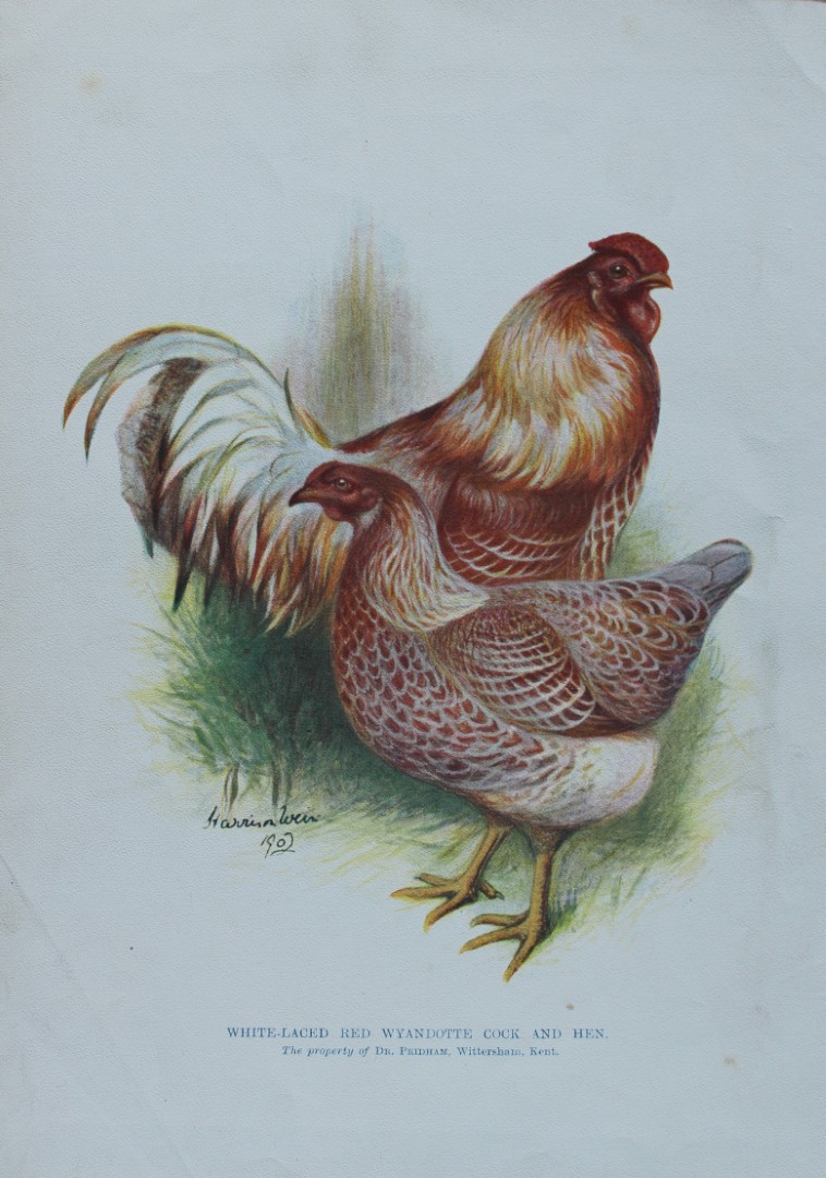 Harrison Weir - White-laced Red Wyandotte 1902