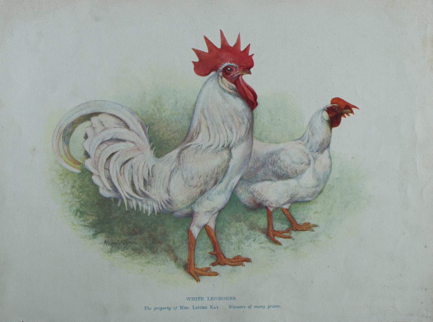 Harrison Weir - White Leghorns 1902