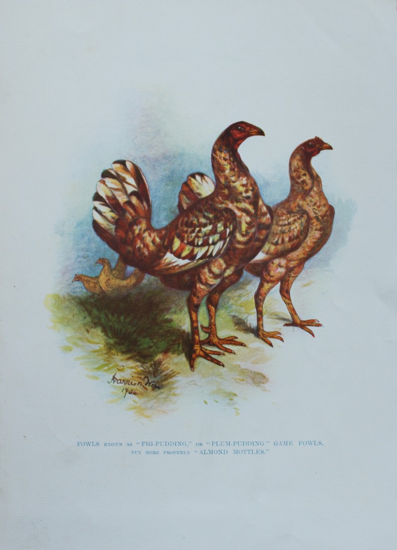 Harrison Weir - Fig Pudding Game Fowl 1902
