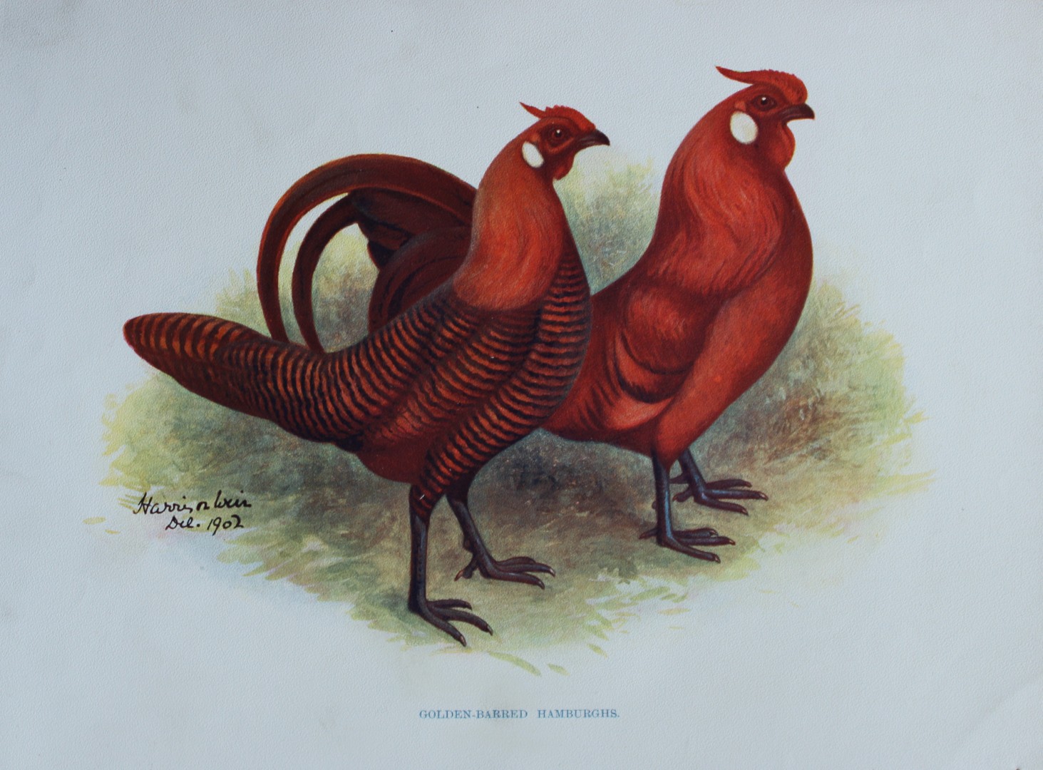 Harrison Weir - Golden Barred Hamburghs 1902