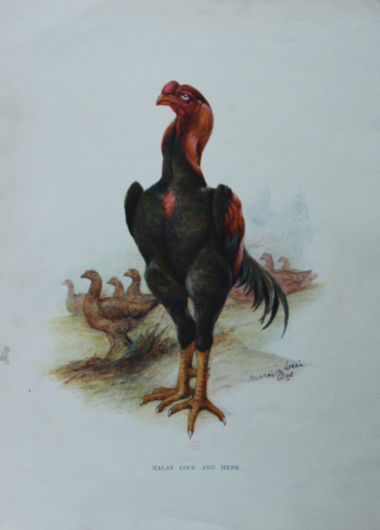 Harrison Weir - Malay Cock 1902