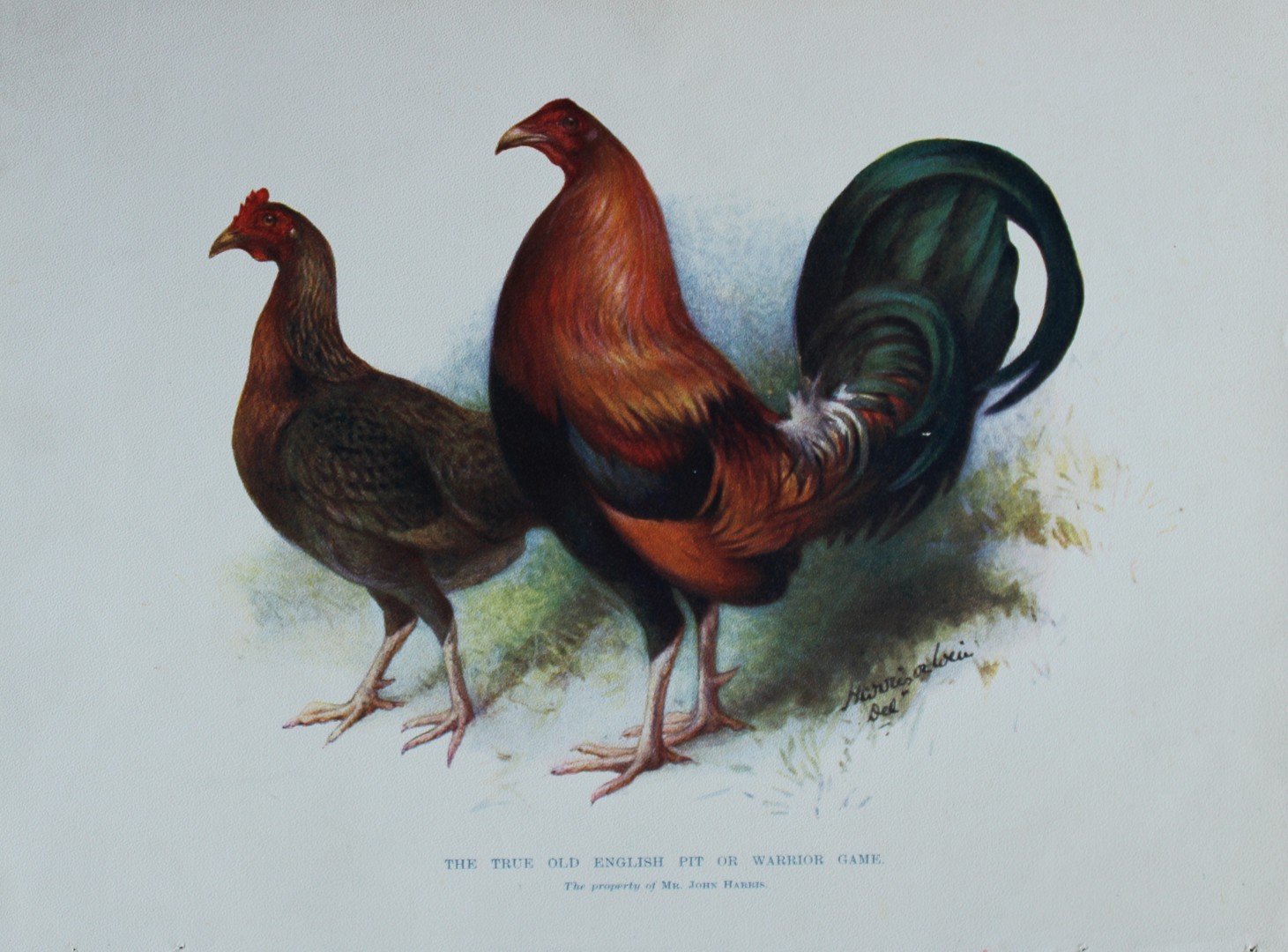 Harrison Weir - True Old English Pit Game 1902