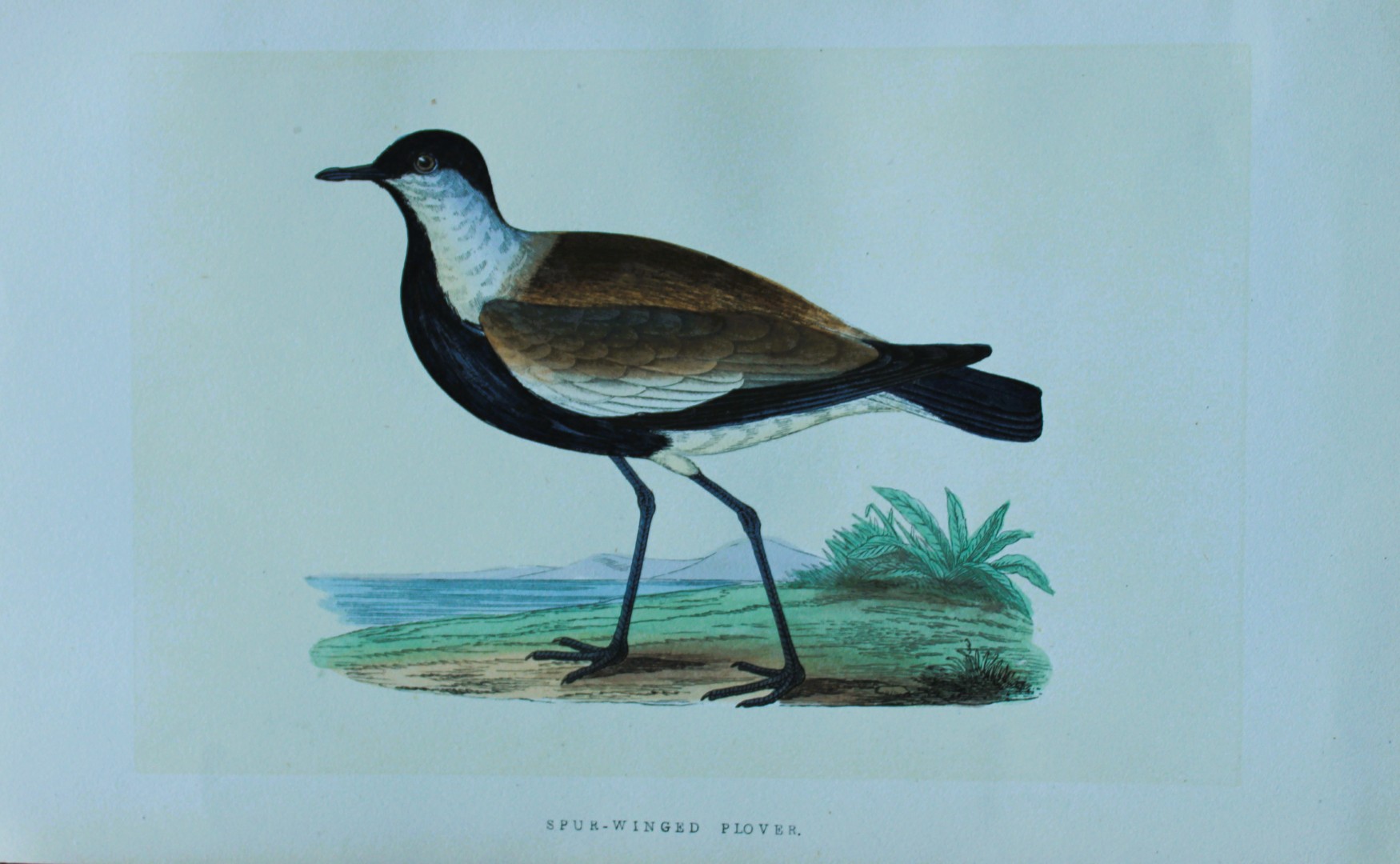 Charles Bree - Hand-coloured engraving of Spur-winged Plover 1866