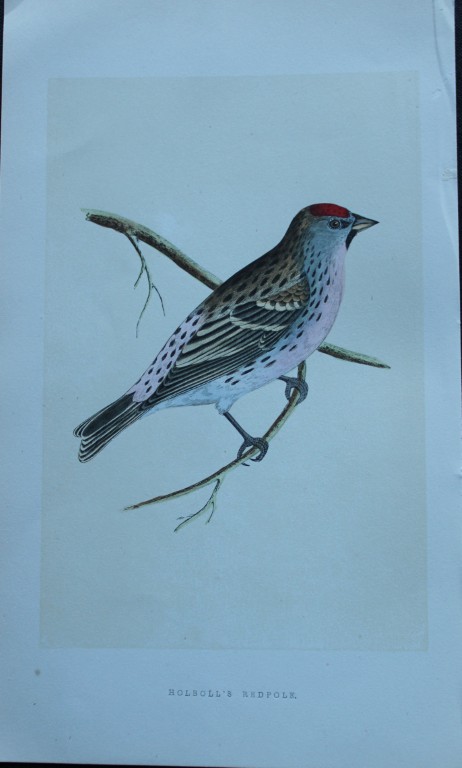Charles Bree - Hand-coloured engraving of Holboll's Redpole 1866