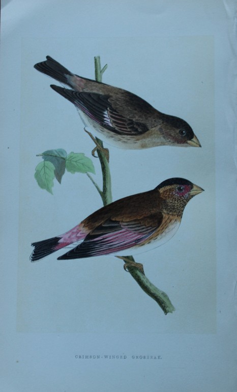 Charles Bree - Hand-coloured engraving of Crimson-winged Grosbeak 1866