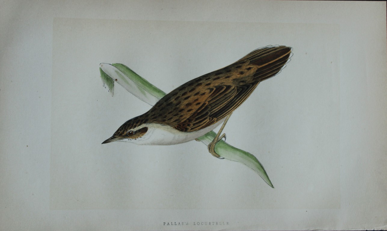 Charles Bree - Hand-coloured engraving of Pallas's Locustelle 1866