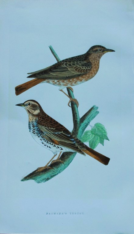 Charles Bree - Hand-coloured engraving of Naumann's Thrush 1866